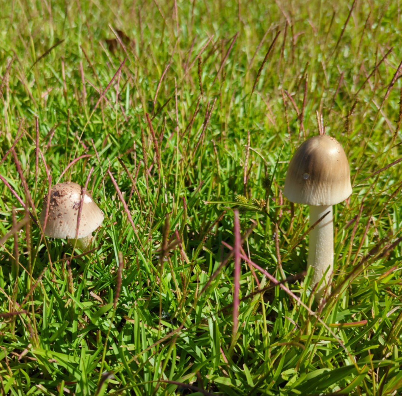 An unknown — for now — conical brown cap mushroom with white stem.